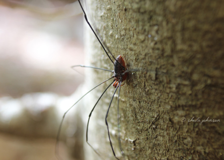 Yes, it's a spider. And one of our favorite photos! The Daddy Longlegs spider allegedly is venomous, but the fact is they're harmless to humans. We found this one at the base of a tree at Gunpowder Falls, Joppa, Maryland.