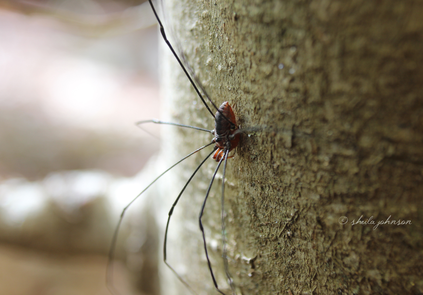 Yes, It&#039;S A Spider. And One Of Our Favorite Photos! The Daddy Longlegs Spider Allegedly Is Venomous, But The Fact Is They&#039;Re Harmless To Humans. We Found This One At The Base Of A Tree At Gunpowder Falls, Joppa, Maryland.