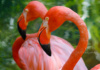 The Only Thing Pinker Than One Pink Flamingo? Two Pink Flamingos! This Photo Opportunity Was Given Me By The Palm Beach Zoo, A Favorite Stomping Ground.