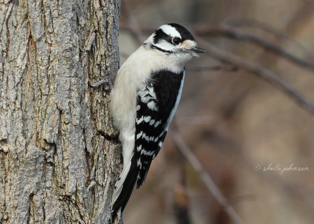 This female Downy Woodpecker seems to be following me. I'm happy to let her. The Downy Woodpecker is the smallest woodpecker in North America.