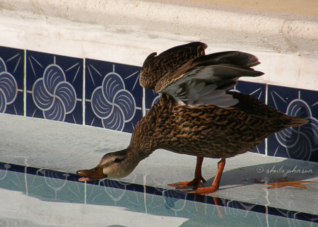 It may be highly unsanitary to permit ducks to swim in your pool, but it sure is fun to watch! This Mallard is ready to dive (and apparently doesn&amp;#039;t see the &amp;#039;No Diving&amp;#039; sign).