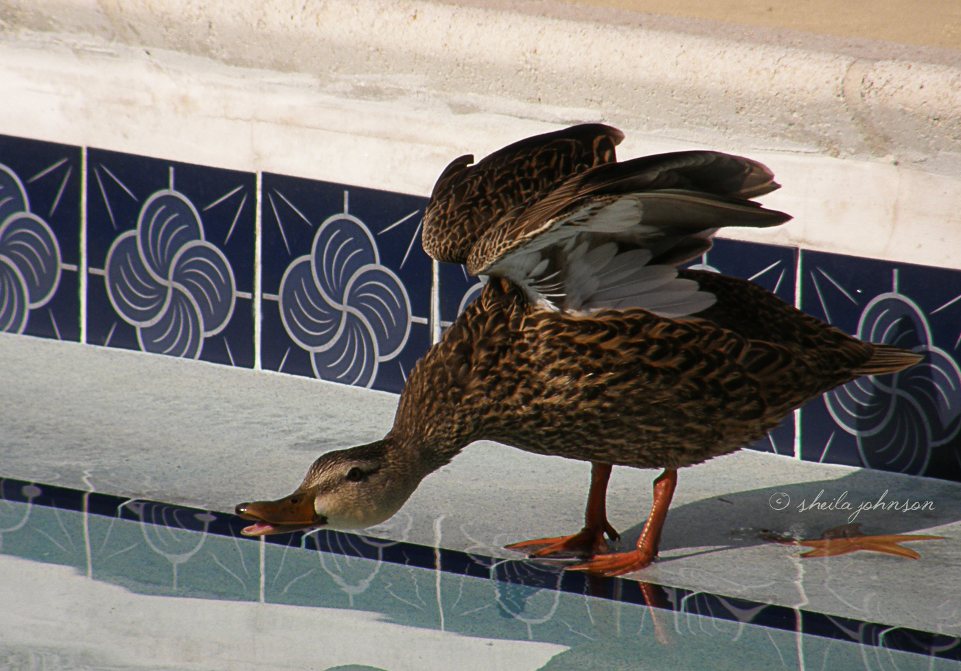 It May Be Highly Unsanitary To Permit Ducks To Swim In Your Pool, But It Sure Is Fun To Watch! This Mallard Is Ready To Dive (And Apparently Doesn&Amp;Amp;#039;T See The &Amp;Amp;#039;No Diving&Amp;Amp;#039; Sign).