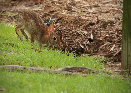 I've seen only two reactions from an Eastern Cottontail spying me with my camera -- freeze and run. That means I either snap a rabbit sitting completely still or the dirt kicked up in the air which is left behind. This one opted for 'run,' and I managed to click quickly enough.