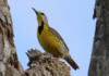 This Yellow Meadowlark Is Visiting A Red-Bellied Woodpecker&#039;S Nesting Tree. He Won&#039;T Last Long Here -- Papa Woodpecker Doesn&#039;T Take Kindly To Visitors, While His Wife Is Sitting On Her Egglets.