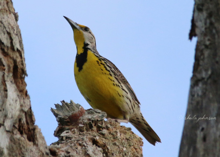 This yellow Meadowlark is visiting a Red-Bellied Woodpecker's nesting tree. He won't last long here -- papa Woodpecker doesn't take kindly to visitors, while his wife is sitting on her egglets.