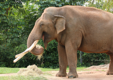 This is Dalip, the male Asian Elephant who lives at Zoo Miami. How can we tell he's an Asian Elephant and not an African Elephant? The easiest, first-glance way to tell is that the Asian Elephant has much smaller ears than its African counterpart.