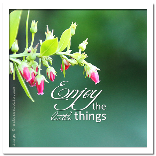 Enjoy the Little Things!
