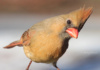 This Female Northern Cardinal Seems To Be Wanting Food. Sorry, Girlie, I&#039;Ve Only Got Clicks!