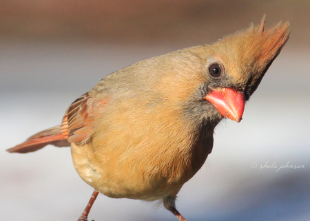 This female Northern Cardinal seems to be wanting food. Sorry, girlie, I've only got clicks!