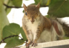I Think He Likes Me, This Flirty Little Florida Squirrel, Winking At Me Like That!