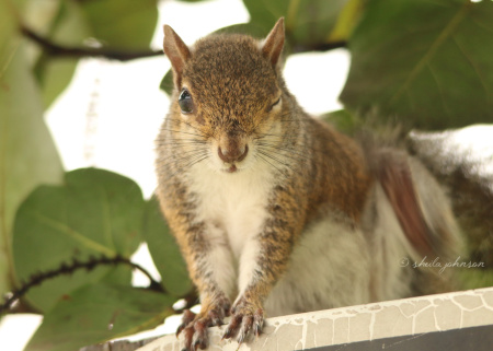 I think he likes me, this flirty little Florida squirrel, winking at me like that!
