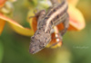 A Brown Anole Lizard Makes His Bed In A Yellow-Orange Wildflower. Often Confused With The Native Carolina Anole, The Brown Anole Is Actually Native Only To Cuba And The Bahamas.