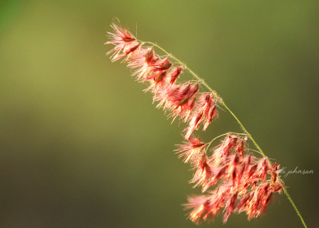 We've not yet identified this red, flowing wheat-like thing in the wild, but it sure is beautiful when the sunlight and breeze catch it!