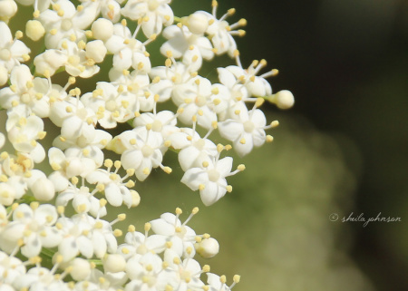 It's winter in Florida, we're experiencing 'snow.' This is Southern Elderberry, also known as a Florida Elder. It blooms in late spring and early summer.