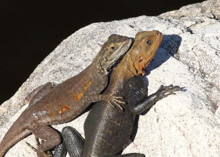 I thought they were being friendly, but a friend tells me cold-blooded creatures like these Agama Lizards steal heat from their 'friends' by cuddling close.