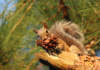A Frisky Squirrel Dares Anyone To Take His Pine Cone. 'I Has Pine Cone. You Has None.'