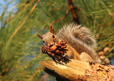 A frisky squirrel dares anyone to take his pine cone. 'I has pine cone. You has none.'