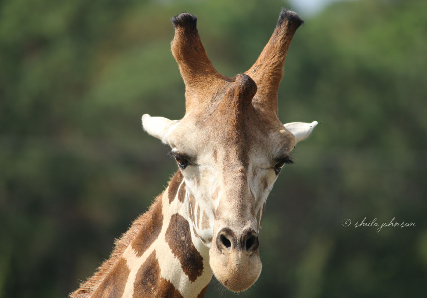 With Those Long Lashes, It Seems To Me That Every Giraffe Is A Flirt. This Reticulated Giraffe Does His Or Her Flirting At Lion Country Safari.