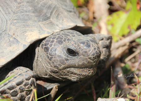 In the wild, it's estimated that Gopher Tortoises live up to 60 years. In captivity, they've lived to be 100 years old. This one lives at Halpatioke Regional Park, Stuart, Florida.