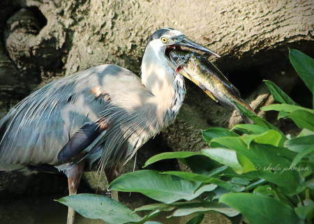 I wasn't so surprised this Great Blue Heron caught such a big fish. I was very surprised to see an attempt to swallow it whole! I'm always amazed at the size of fish eaten compared to the size of the bird doing the eating.