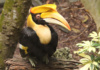 You Won&#039;T See This Great Indian Hornbill On A Cereal Box, No Matter How Much He Looks Like A Toucan. As A Matter Of Fact, The Two Aren&#039;T Even Related. The Hornbill Lives In Africa And Asia And The Toucan In Central And South America. Well . . . Except This One, Who Lives At Zoo Miami.