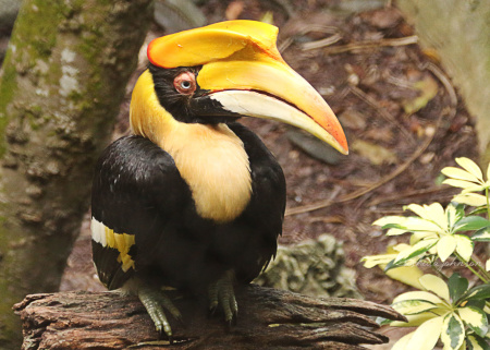 You won't see this Great Indian Hornbill on a cereal box, no matter how much he looks like a Toucan. As a matter of fact, the two aren't even related. The Hornbill lives in Africa and Asia and the Toucan in Central and South America. Well . . . except this one, who lives at Zoo Miami.