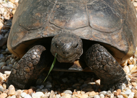 You've got something stuck in your teeth there, Mr. Grumpy Gopher Tortoise! The Gopher Tortoise shares its burrow with more than 350 other animal species, thus it's referred to as a 'keystone' species.
