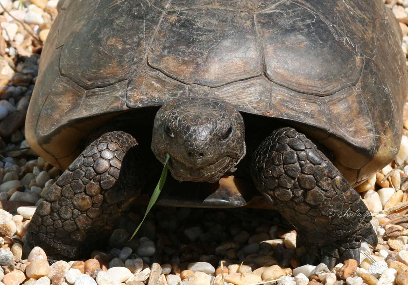 You&#039;Ve Got Something Stuck In Your Teeth There, Mr. Grumpy Gopher Tortoise! The Gopher Tortoise Shares Its Burrow With More Than 350 Other Animal Species, Thus It&#039;S Referred To As A &#039;Keystone&#039; Species.