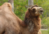 This Bactrian Camel Has Two Humps, Though You Can Only See One In The Photo, Which Store Fat. The Camel Metabolizes That Fat After Long Periods Without Food. Someone Told Me Way To Remember Which Camel Is Which: Dromedary Starts With D And They Have One Hump; Bactrian Starts With B And They Have Two Humps. You're Welcome.