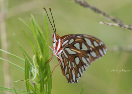 This beauty is probably our favorite butterfly! Though named the Gulf Fritillary Butterfly, it's a common (and welcomed) sight on the Atlantic coast of Florida, as well.