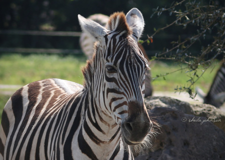 This Zebra doesn't look like he's feeling a huff and a puff coming on, but he sure does have the 'hair of my chinny, chin, chin' thing going on!