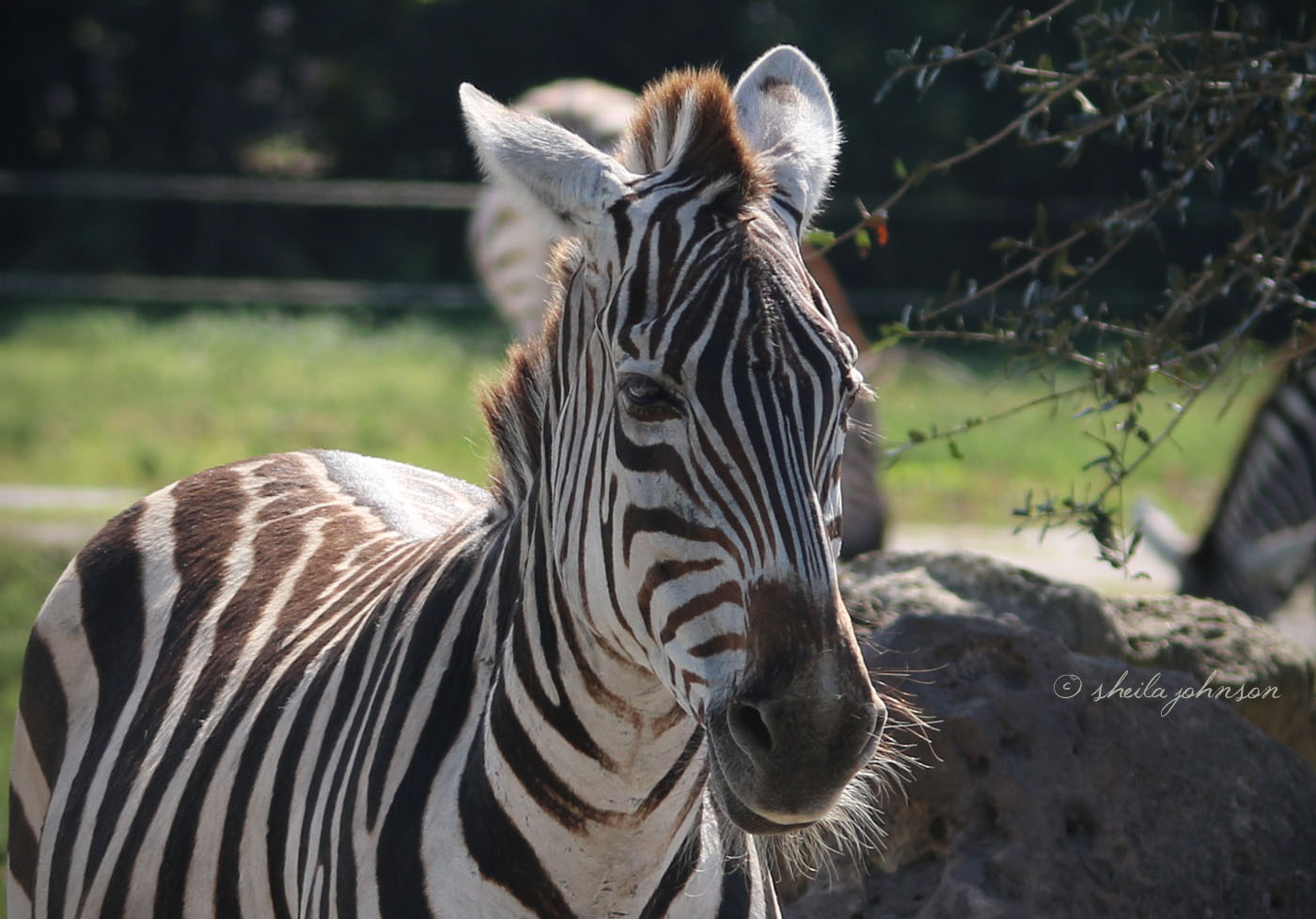 This Zebra Doesn't Look Like He's Feeling A Huff And A Puff Coming On, But He Sure Does Have The 'Hair Of My Chinny, Chin, Chin' Thing Going On!