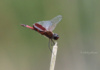 This Roseate Skimmer Red Dragonfly Knows To Hang On Loosely, But Don't Let Go, Just Like 38 Special!