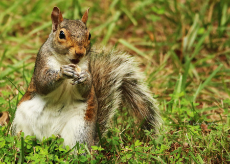 On a grassy knoll, this squirrel finds the brass ring of treats -- a nut -- and shows it off for the camera!
