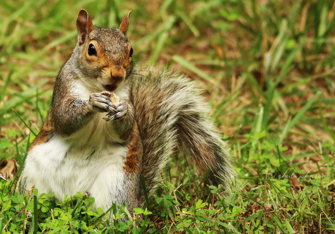 On A Grassy Knoll, This Squirrel Finds The Brass Ring Of Treats -- A Nut -- And Shows It Off For The Camera!