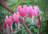Who'd Think That A Flower Named 'Bleeding Hearts' Could Be So Beautiful?