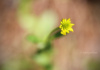 Our Focus Was On The Yellow Wildflower. We Thought It Lovely That We Captured Heart-Shaped Bokeh.