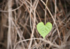 Millions Of Green Heart-Shaped Leaves, And The Universe Loves To Put Them In Our Path In Such Ways As To Make Them Stand Out.