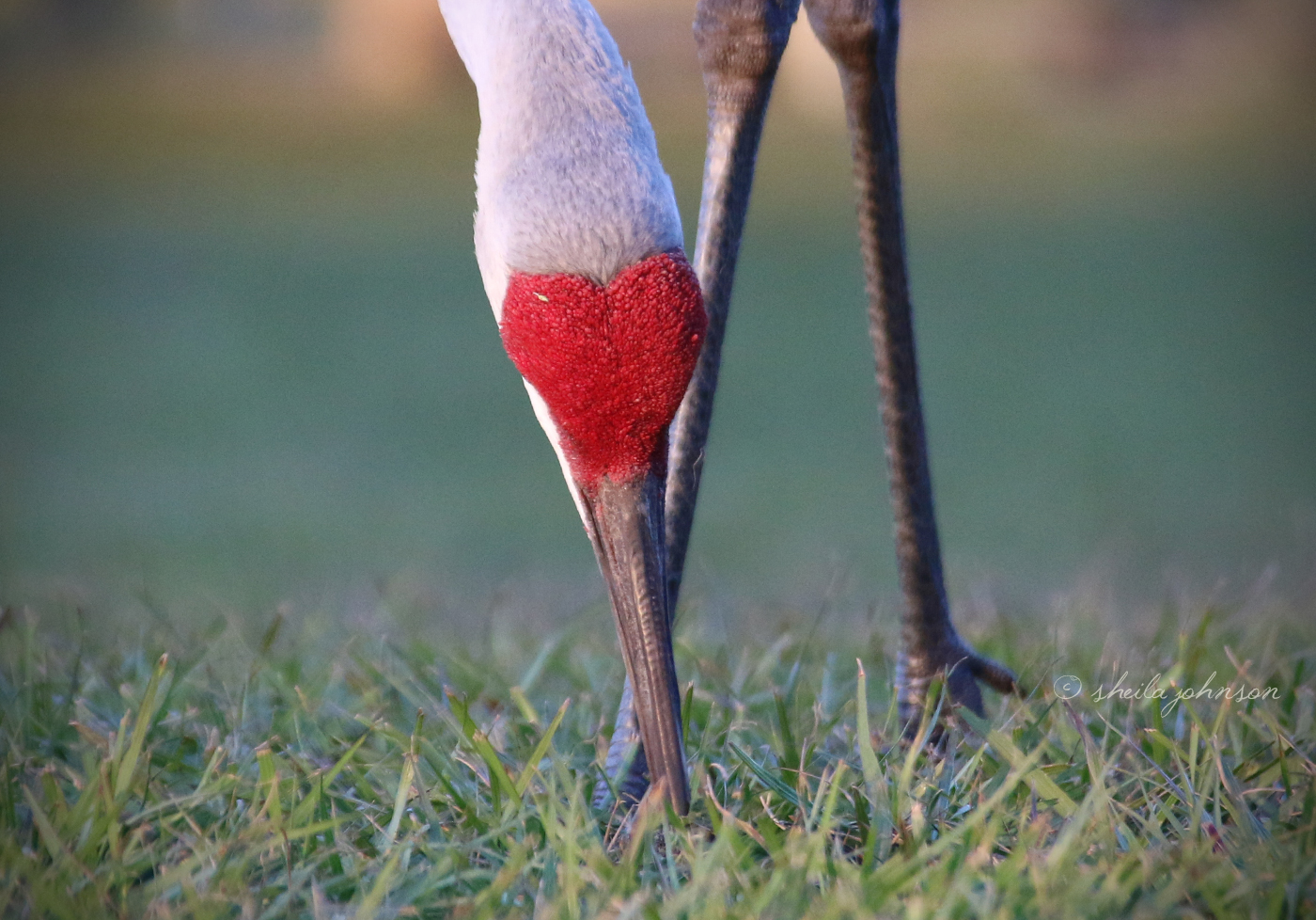 Did You Know That, At Just The Right Angle, The Sandhill Crane's Red Crown And Beak Make A Heart Shape? Such A Pretty Sight!