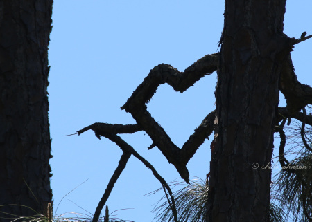 How does this happen? So many elements in nature can change the appearance of a tree, but, seriously, how does a tree branch or combination of tree branches twist themselves into the shape of a heart?