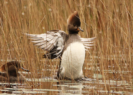 This Merganser Duck obviously knows just how pretty he is, showing off for the camera like that!