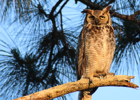 When I think of owls, I think of soft and cuddly. This Horned Owl dispels that myth easily with those gigantic (and very sharp) claws.