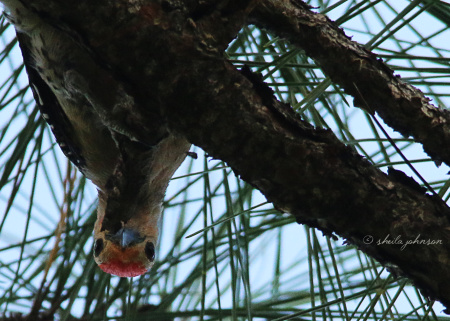 Mr. Red-Bellied Woodpecker looks down from his work to spy me looking up at his work.