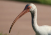 You May Recognize The Ibis As The Mascot Of Miami University. This One Resides A Little Farther North In Martin County, Florida, And It Doesn&Amp;#039;T Appear To Enjoy Much Fighting, Unless We Count The Struggle Which Ensues When It Finds A Juicy Bug.