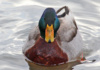 If It Swims Like A Duck, It Must Be A Duck, Right? This One Is In A Male Mallard In Full Breeding Plumage.
