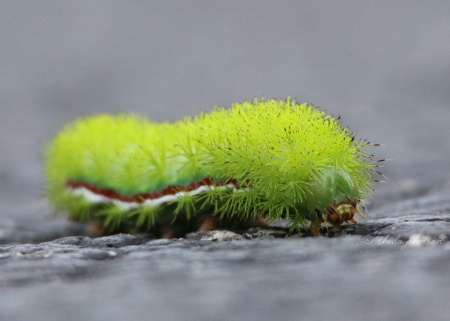 Yes, this funky lime green caterpillar, looking like it just stepped out of a 70s disco, is fun to look at -- photograph even -- but this IO Moth Caterpillar is poisonous. Those cute, fuzzy looking spines are connected to their poison glands. Keep an eye out for them in south Florida.