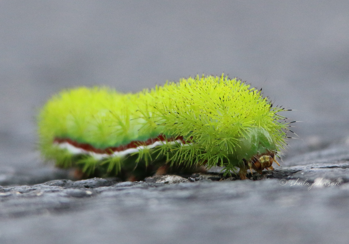 Yes, This Funky Lime Green Caterpillar, Looking Like It Just Stepped Out Of A 70S Disco, Is Fun To Look At -- Photograph Even -- But This Io Moth Caterpillar Is Poisonous. Those Cute, Fuzzy Looking Spines Are Connected To Their Poison Glands. Keep An Eye Out For Them In South Florida.