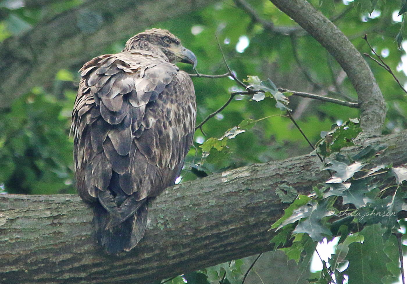 This &#039;Little&#039; Juvenile Bald Eagle Was Caught Watching The Adult Bald Eagles At The Conowingo Damn At The Susquehanna River In Maryland.