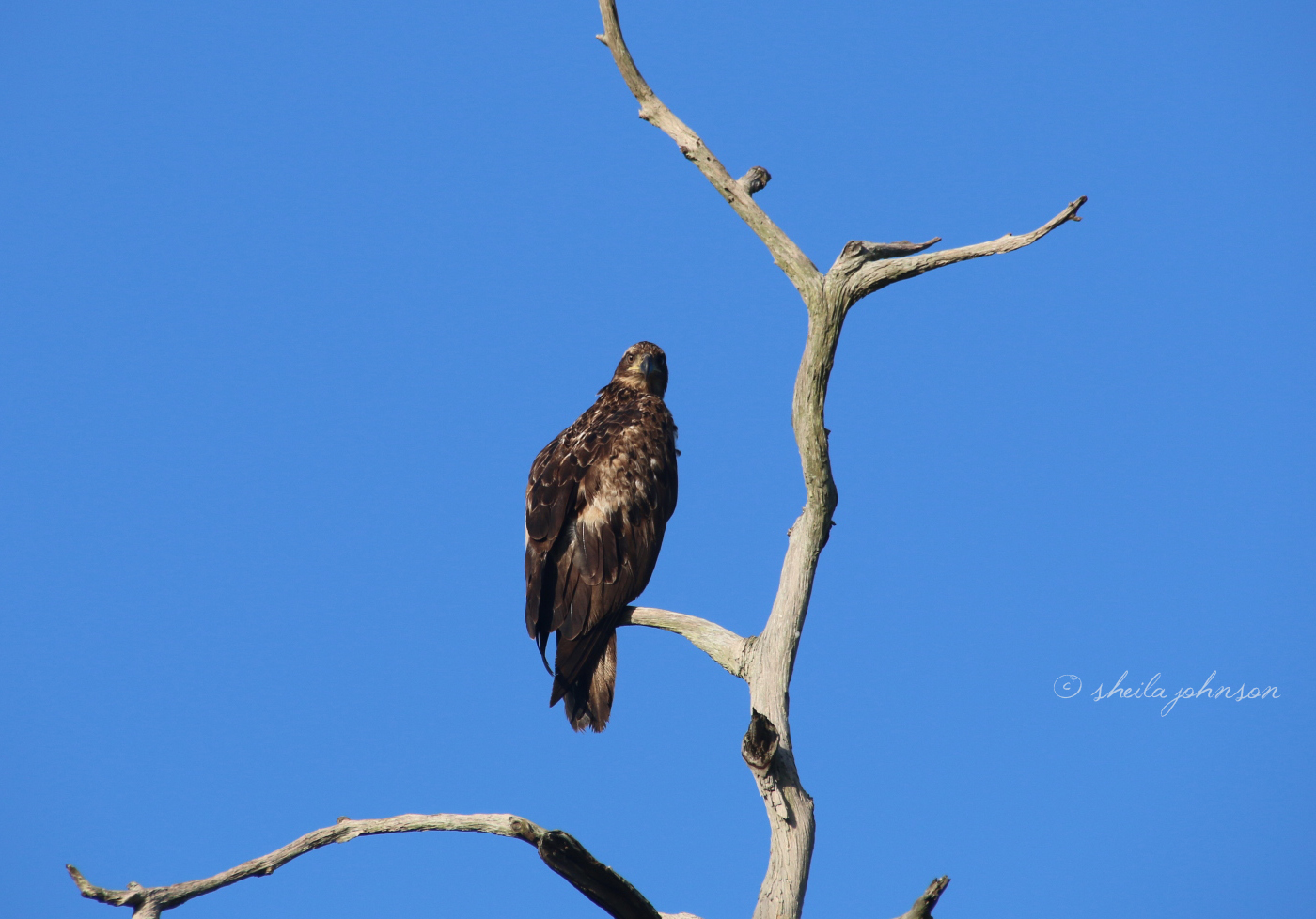 This Was The First Time I Saw An Eagle (And Last Time I Saw A Juvenile Eagle) At Kiplinger Preserve In Stuart, Florida, And I Had The Feeling He Didn't Expect To See Me Anymore Than I Expected To See Him.