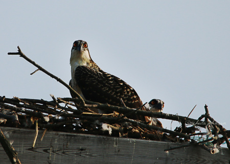 That look, though! These Osprey Siblings don't like it when intruders get too close to the nest, especially when ma and pa are away hunting for dinner.